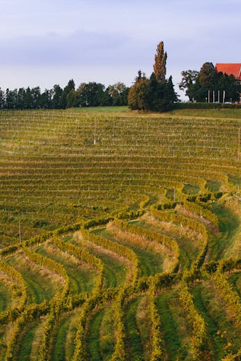 Vinogradniška kmetija Ratek
